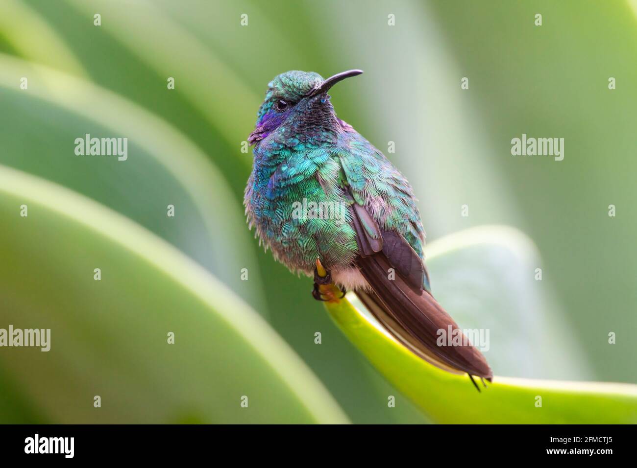 Altiste de moindre importance, Colibri cyanotus, mâle adulte unique perché sur une branche d'arbre, Savegre, Costa Rica Banque D'Images