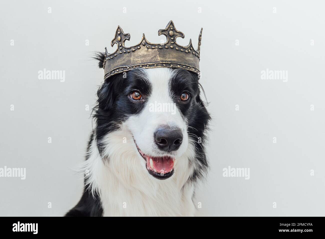 Chien chiot mignon avec bordure drôle de visage collie portant la couronne de roi isolée sur fond blanc. Portrait de chien drôle en costume royal en carnaval ou à hallo Banque D'Images