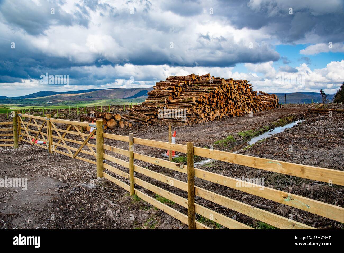 Piles de grumes forestières prêtes à être collectées, Cow Ark, Clitheroe, Lancashire, Royaume-Uni. Banque D'Images