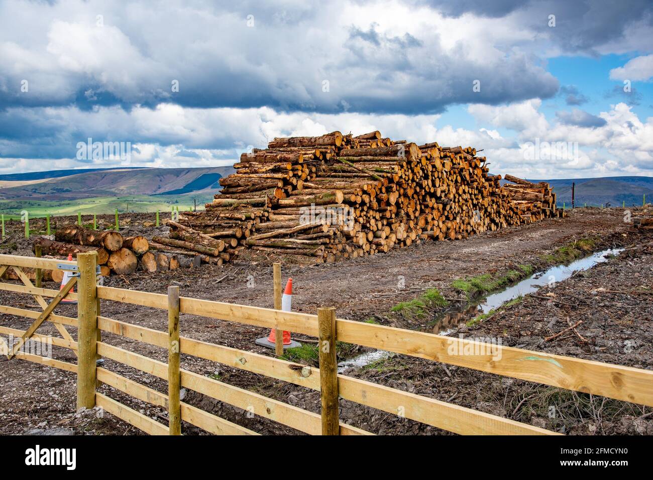 Piles de grumes forestières prêtes à être collectées, Cow Ark, Clitheroe, Lancashire, Royaume-Uni. Banque D'Images