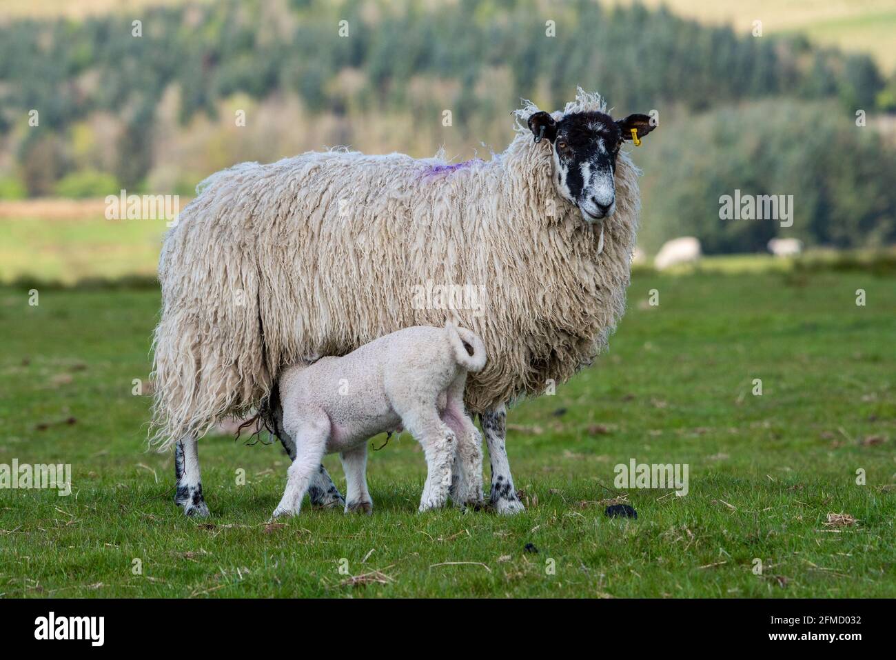A Mule ewe and Lamb Feeding, Chipping, Preston, Lancashire, Royaume-Uni Banque D'Images