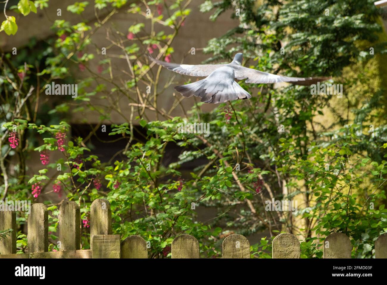 A Wood pigeon Flying, Chipping, Preston, Lancashire, Royaume-Uni Banque D'Images