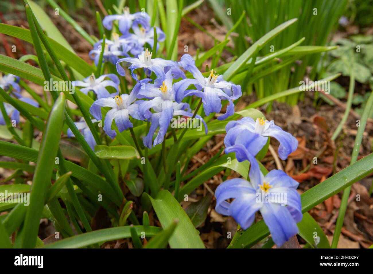 Gloire de la neige, Chionodoxa Banque D'Images