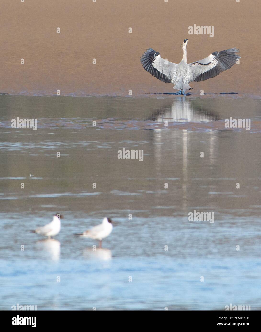 Un héron gris débarquant parmi les oiseaux de mer, Arnside, Cumbria, Royaume-Uni Banque D'Images