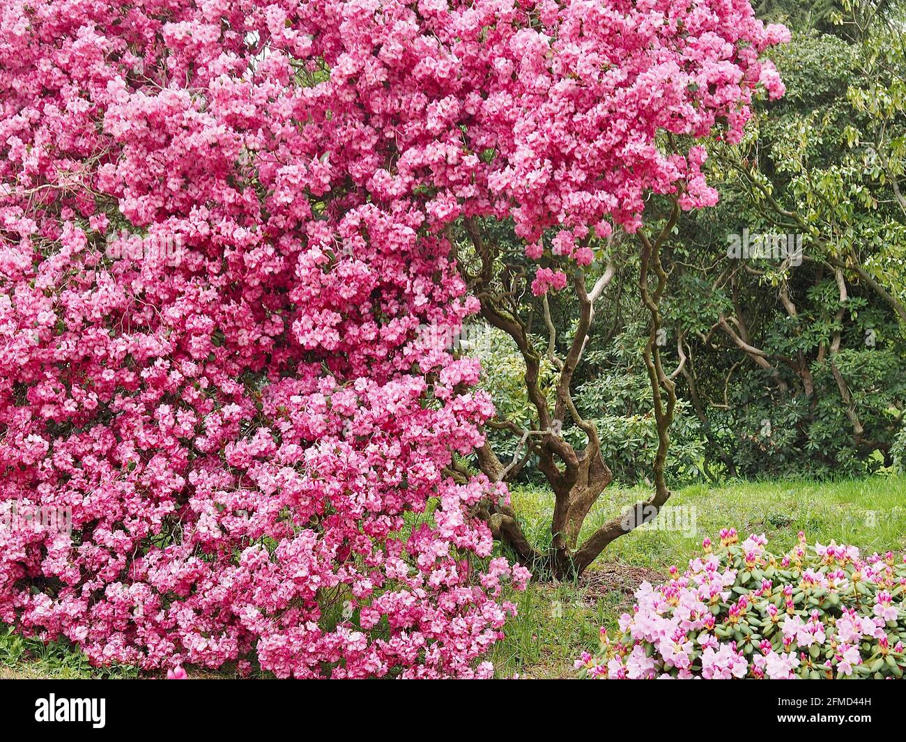 Rose Tree Rhododendrum Arbre rhododendron Banque de photographies et d’images à haute ...