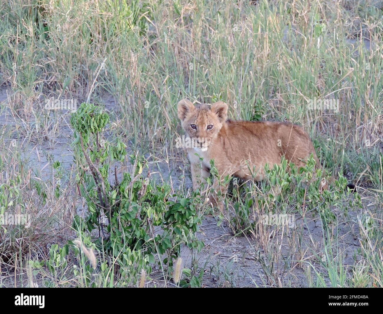 Jeune lion cub dans la grande herbe de la savane tanzanienne Afrique de l'est Banque D'Images