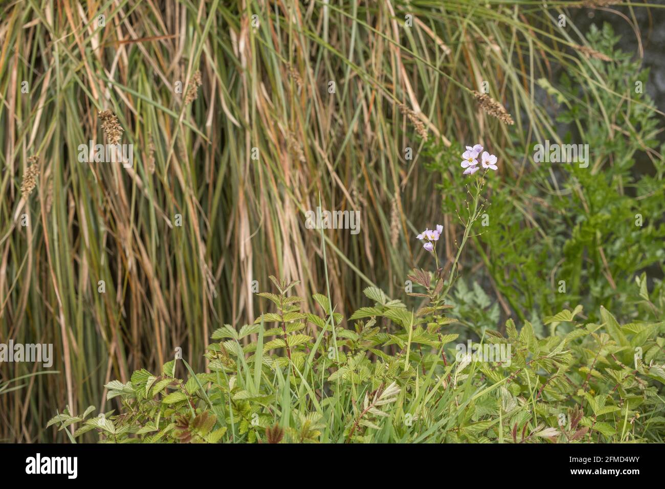 Fleurs de Lady's Smock, Cuckooflower / Cardamine pratensis poussant à côté de la rivière + Meadowsweet. Feuilles comestibles poivrées autrefois utilisées dans les remèdes à base de plantes. Banque D'Images