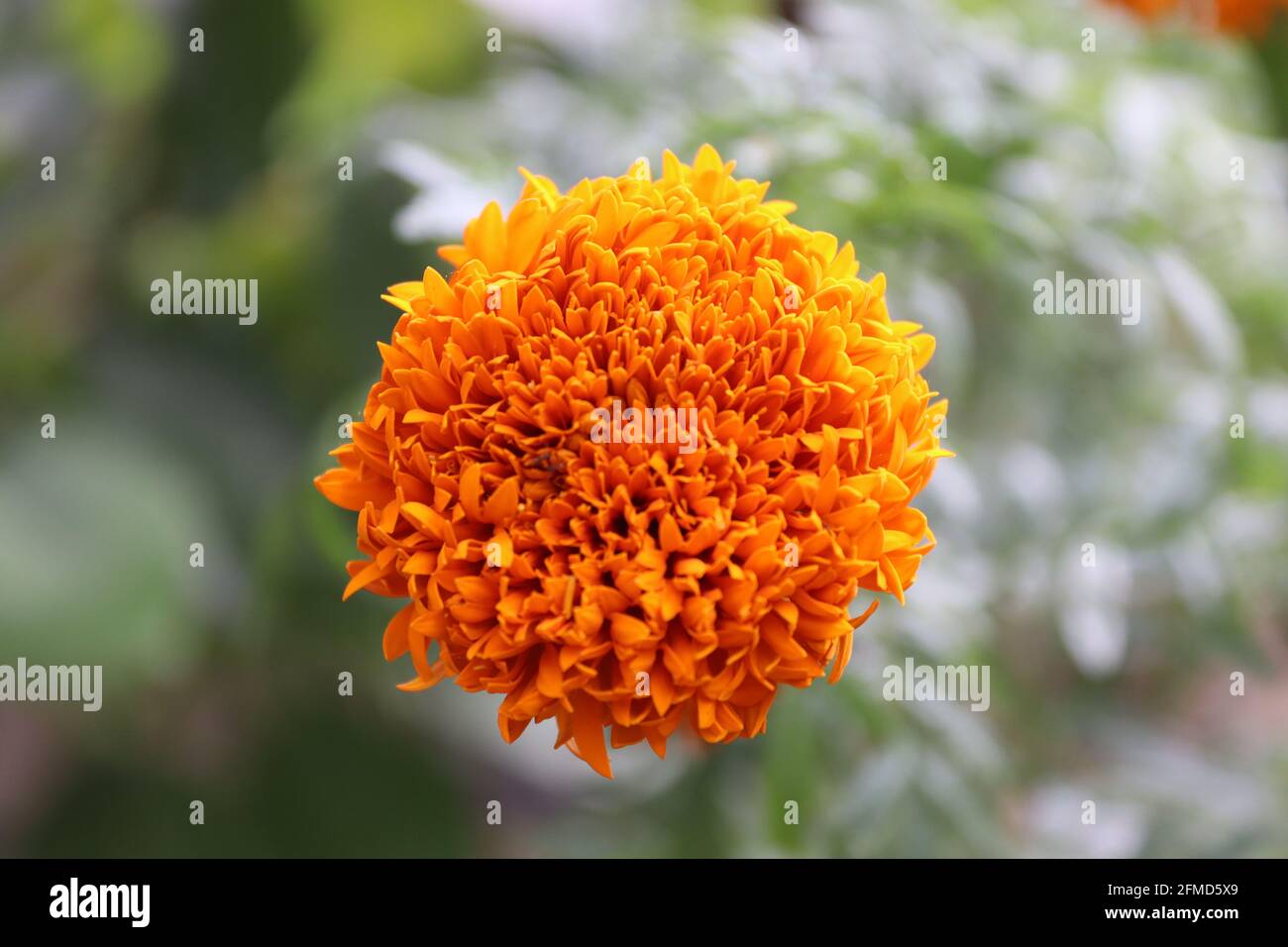 DAS fleurit au soleil en été au Sri Lanka. Banque D'Images