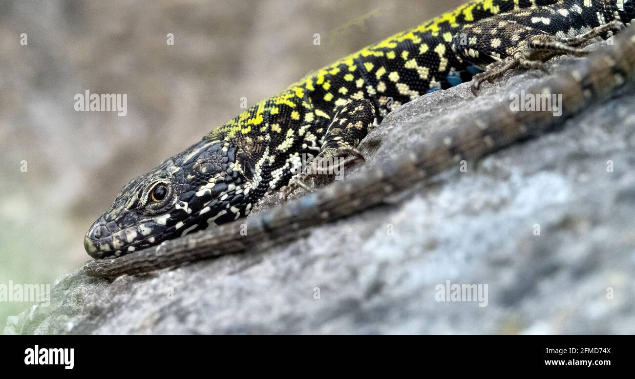 Lézard mural Podarcis muralis allongé du nez à la queue sur du calcaire Rochers dans la gorge Avon Bristol Royaume-Uni - montrant le la queue comprend plus de la moitié de la longueur du corps Banque D'Images