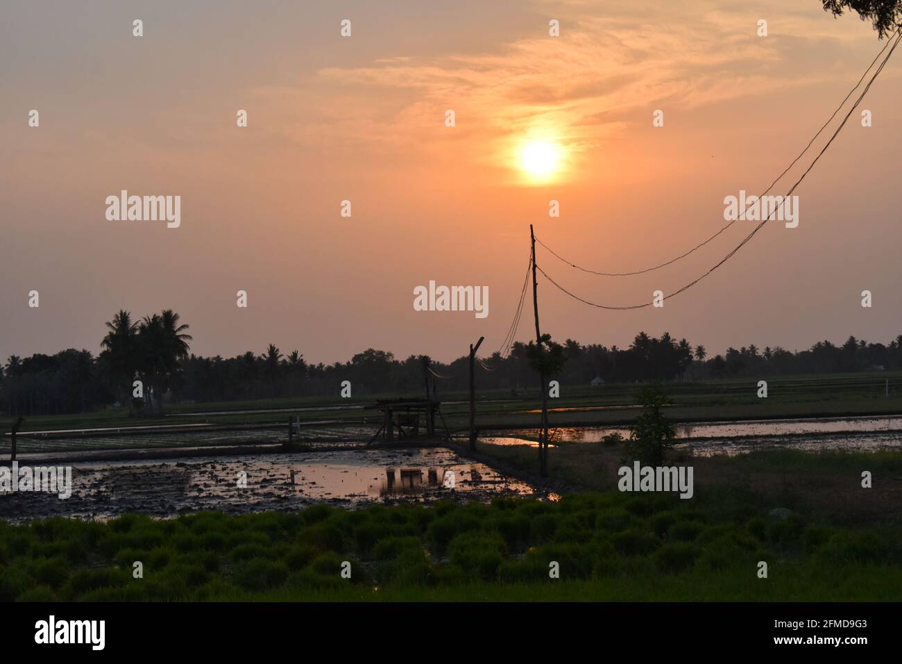 Magnifique vue sur le paysage d'un coucher de soleil à Kerala. Arrière-plan des cocotiers. Banque D'Images