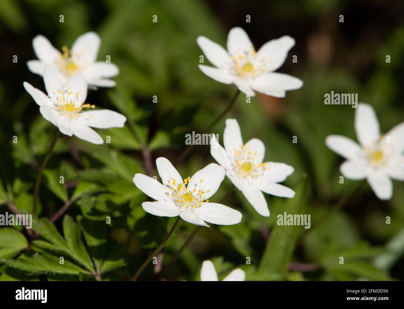 Anemone de bois, Arnside, Cumbria, Royaume-Uni Banque D'Images