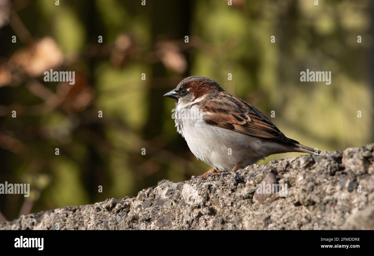 A male House Sparrow, Arnide, Cumbria, Royaume-Uni Banque D'Images