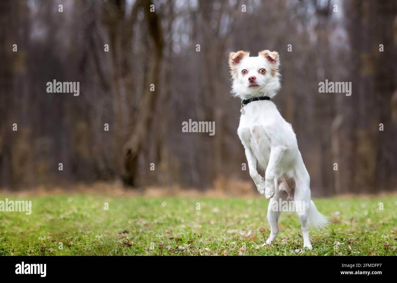 Chien mixte Chihuahua debout sur son arrière jambes et mendicité Banque D'Images