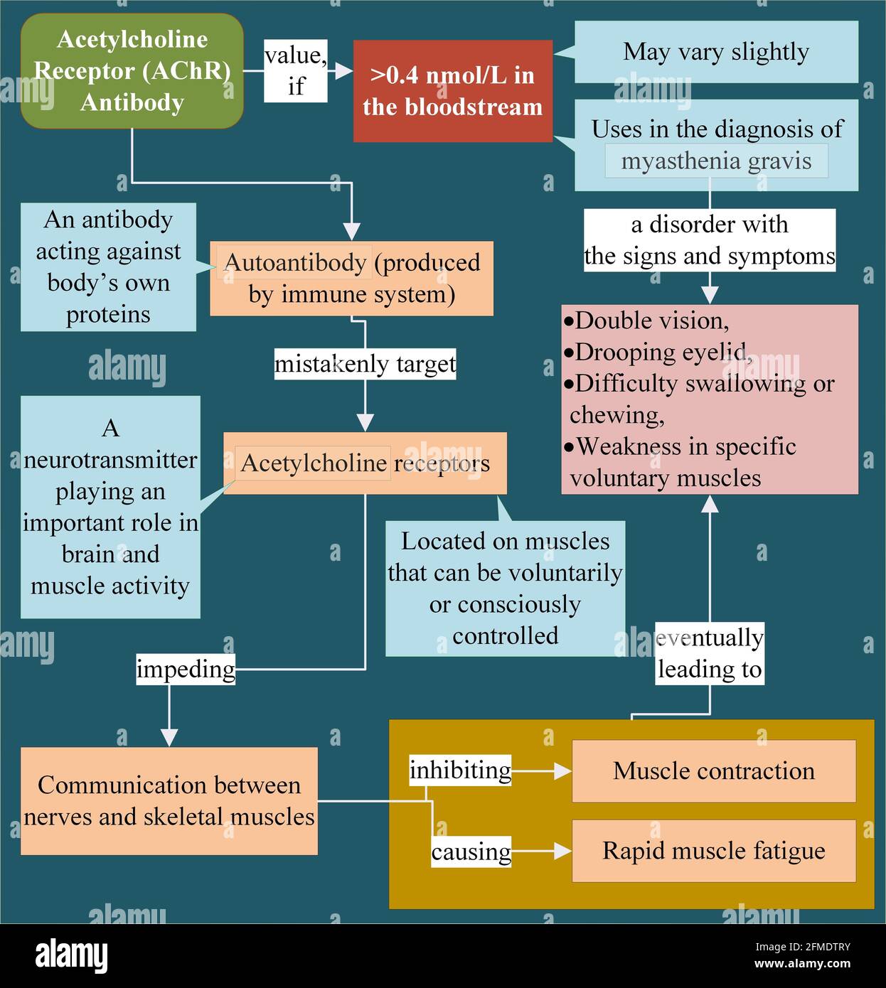 L'anticorps du récepteur de l'acétylcholine est associé au diagnostic de myasthénie gravis Banque D'Images