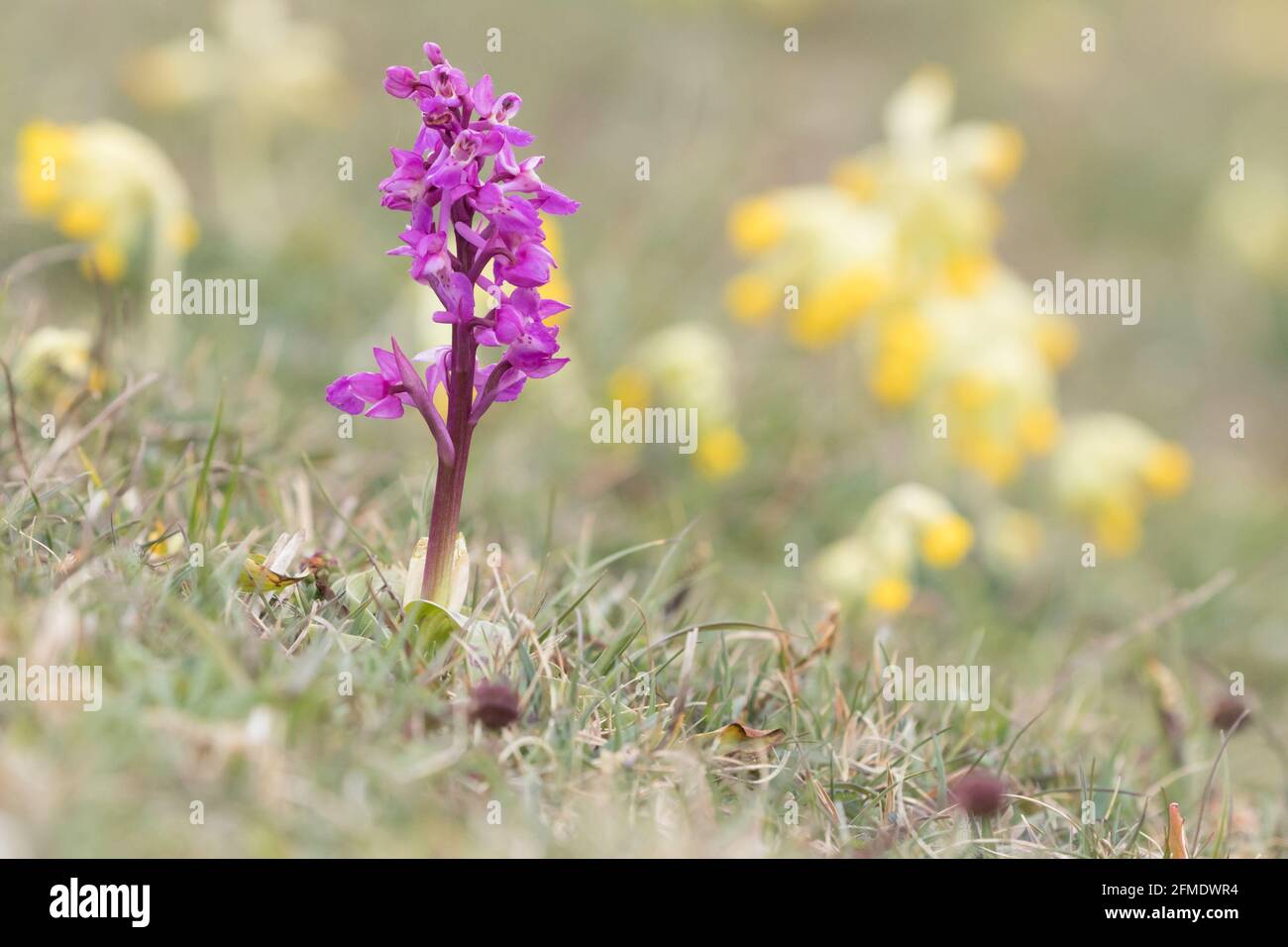 Orchidée pourpre précoce (Orcis mascula) parmi les cowslips (Primula veris) sur le fond de craie. East Sussex, Royaume-Uni. Banque D'Images