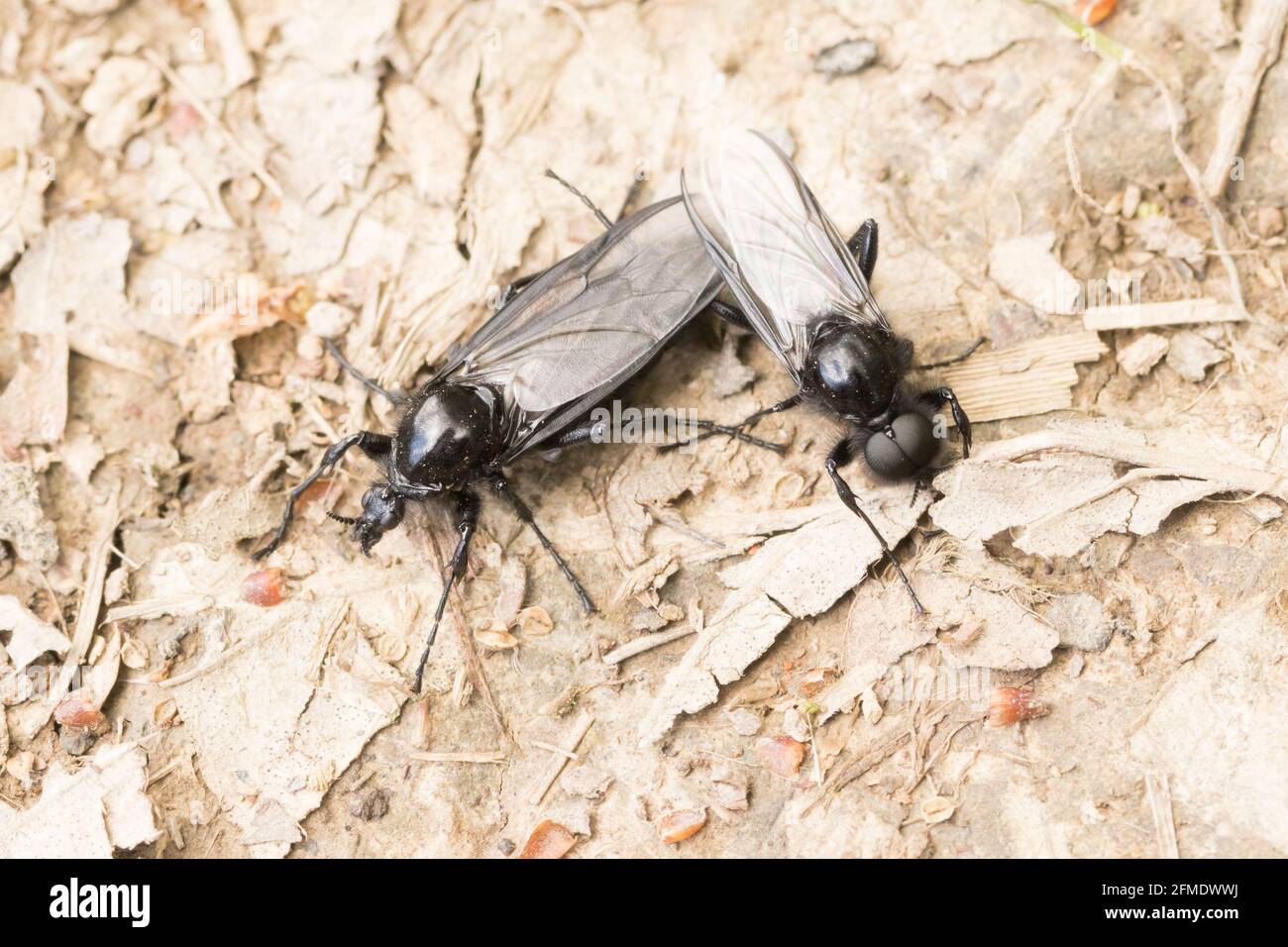 Paire d'accouplement St. Mark's Fly (Bibio marci). Sussex, Royaume-Uni. Banque D'Images