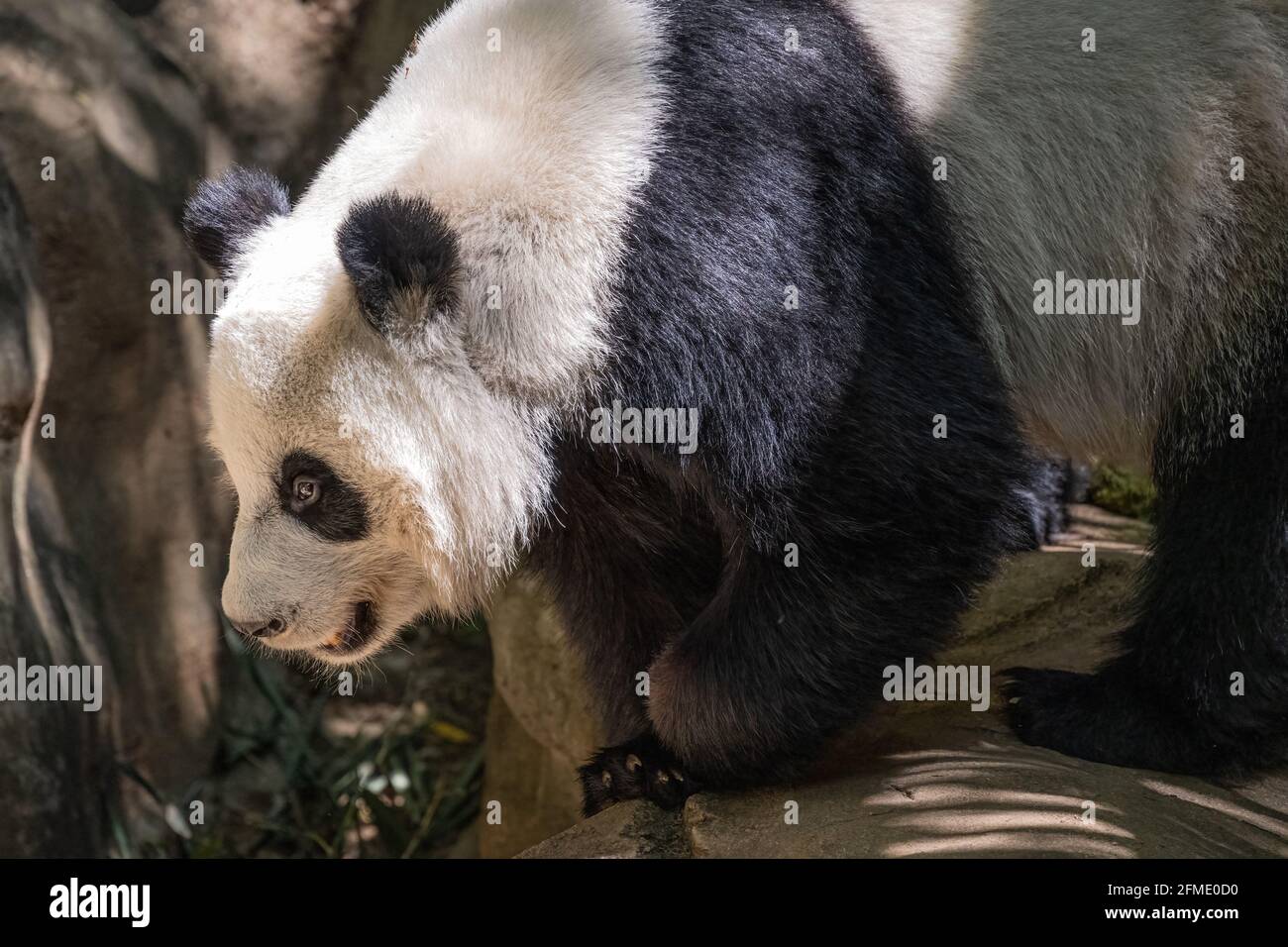 Panda géante (Ailuropoda melanoleuca) au zoo d'Atlanta, en Géorgie. (ÉTATS-UNIS) Banque D'Images