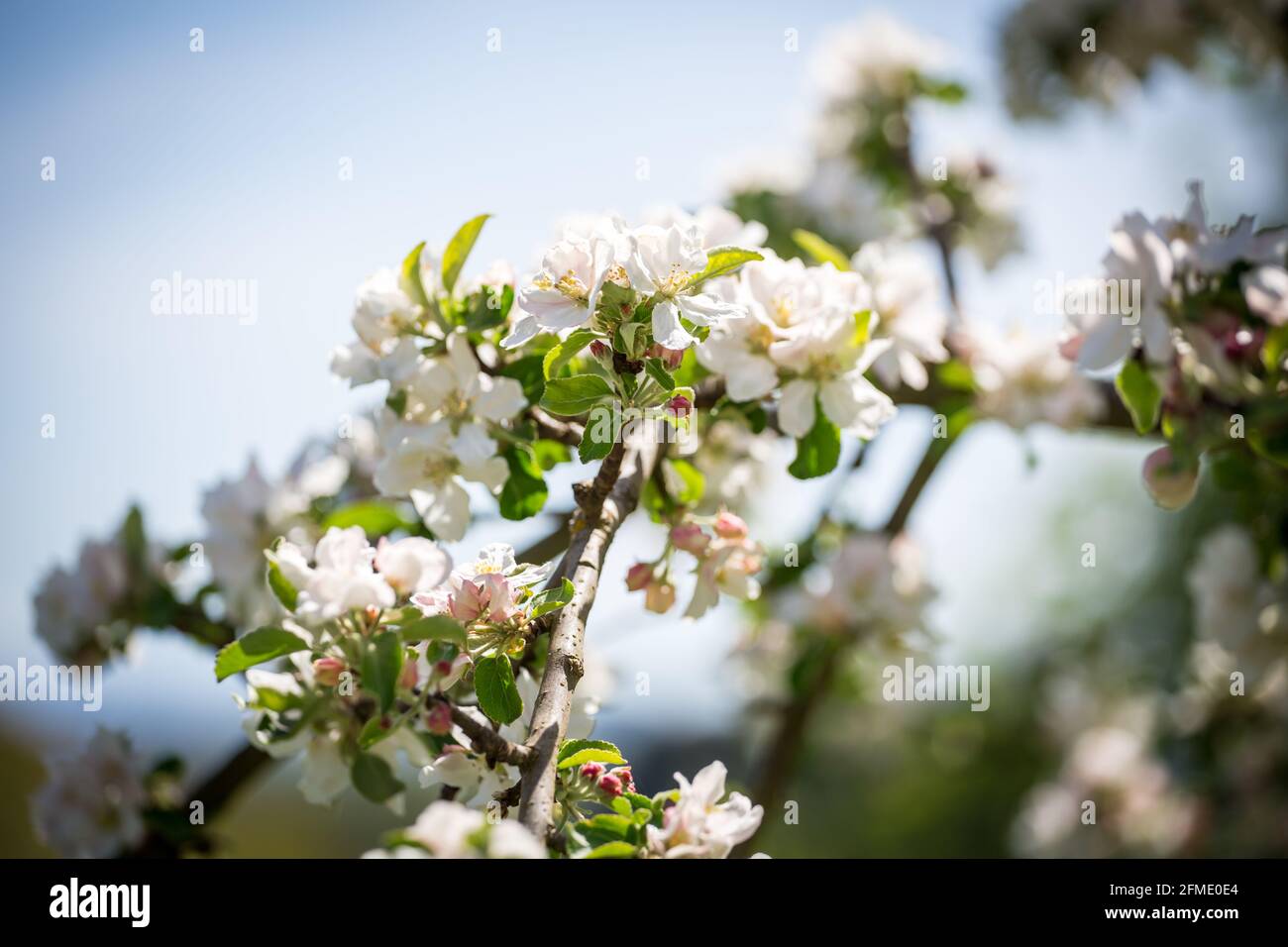 Les arbres fruitiers fleurissent au printemps Banque D'Images