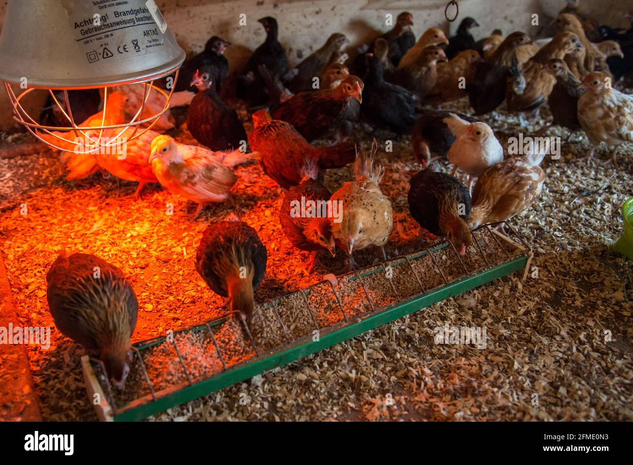 Des jeunes fleurs dans une boîte de sélection de poulet Banque D'Images