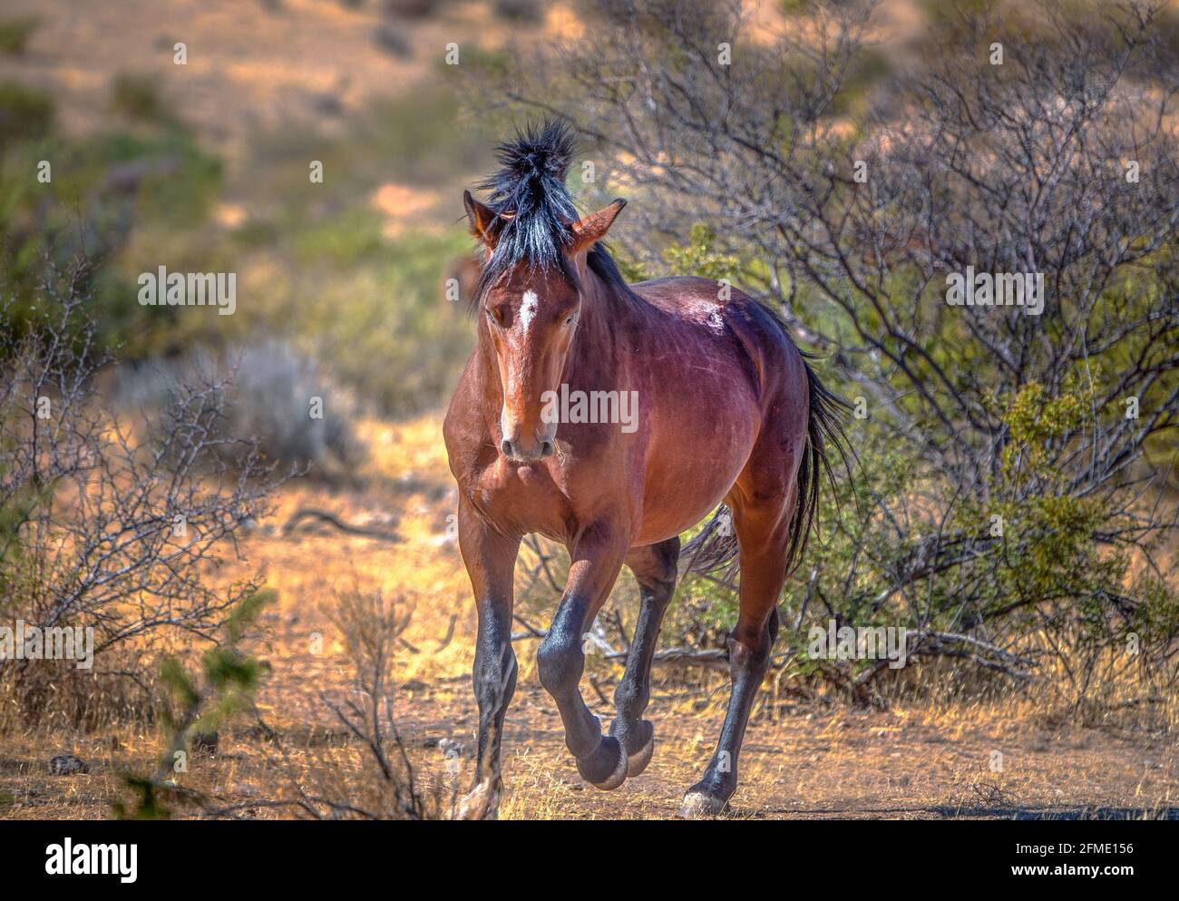 Cheval brun courant dans un champ sec Banque D'Images