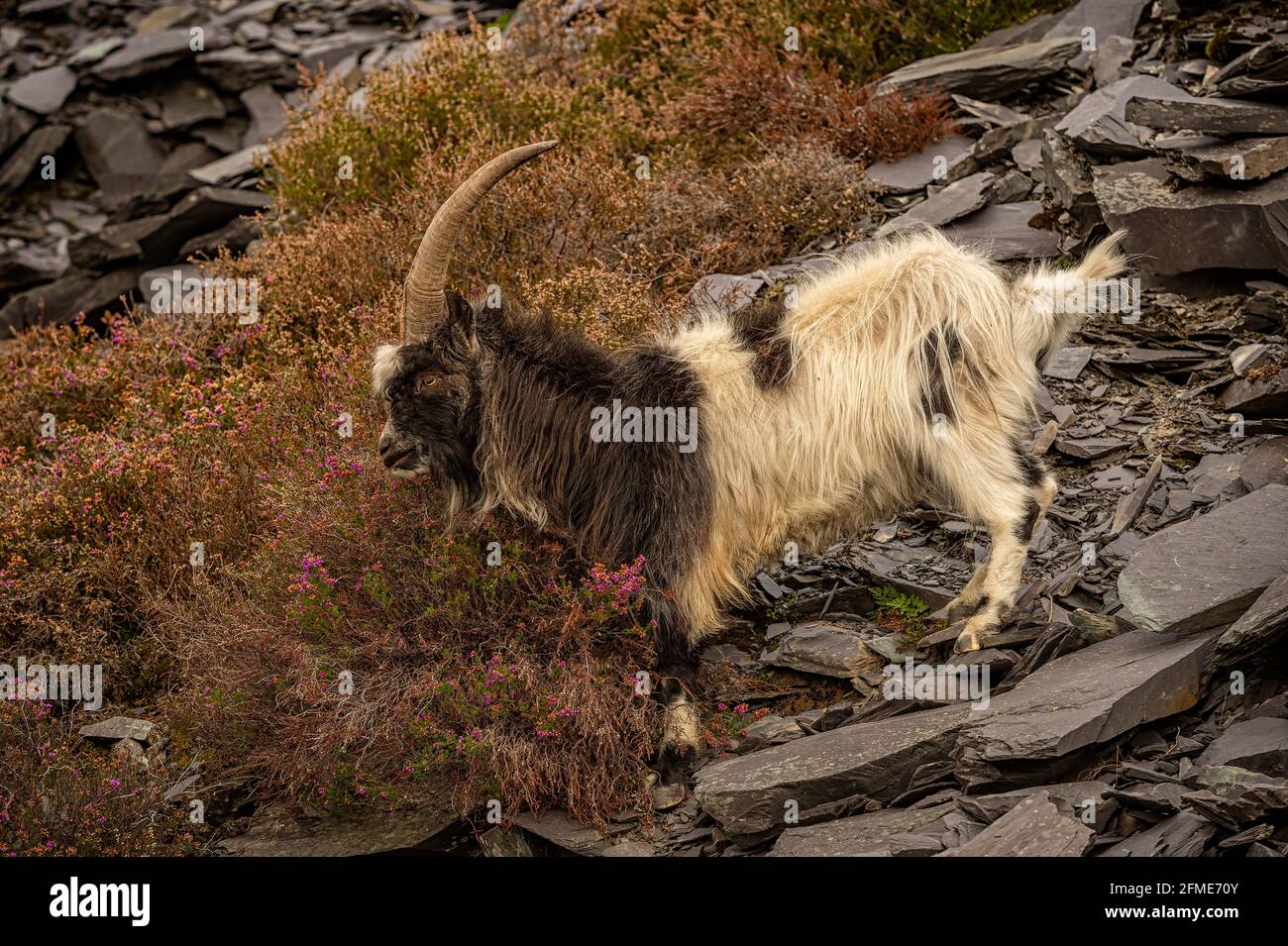 Chèvres sauvages des montagnes galloises dans la carrière d'ardoise dinorwic désaffectée, Snowdonia Wales UK. Banque D'Images