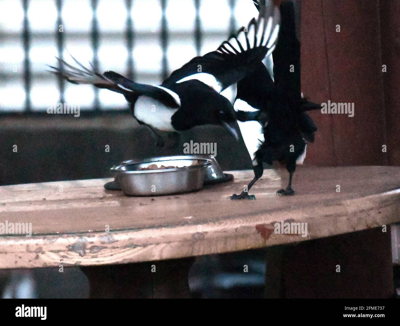 Bristol, Royaume-Uni. 08 mai 2021. Lors d'une soirée humide et venteuse à Cleeve North Somerset, un Magpie est vu voler la nourriture d'un bol de chat laissé sur une table en bois à l'extérieur. Crédit photo : Robert Timoney/Alay Live News Banque D'Images