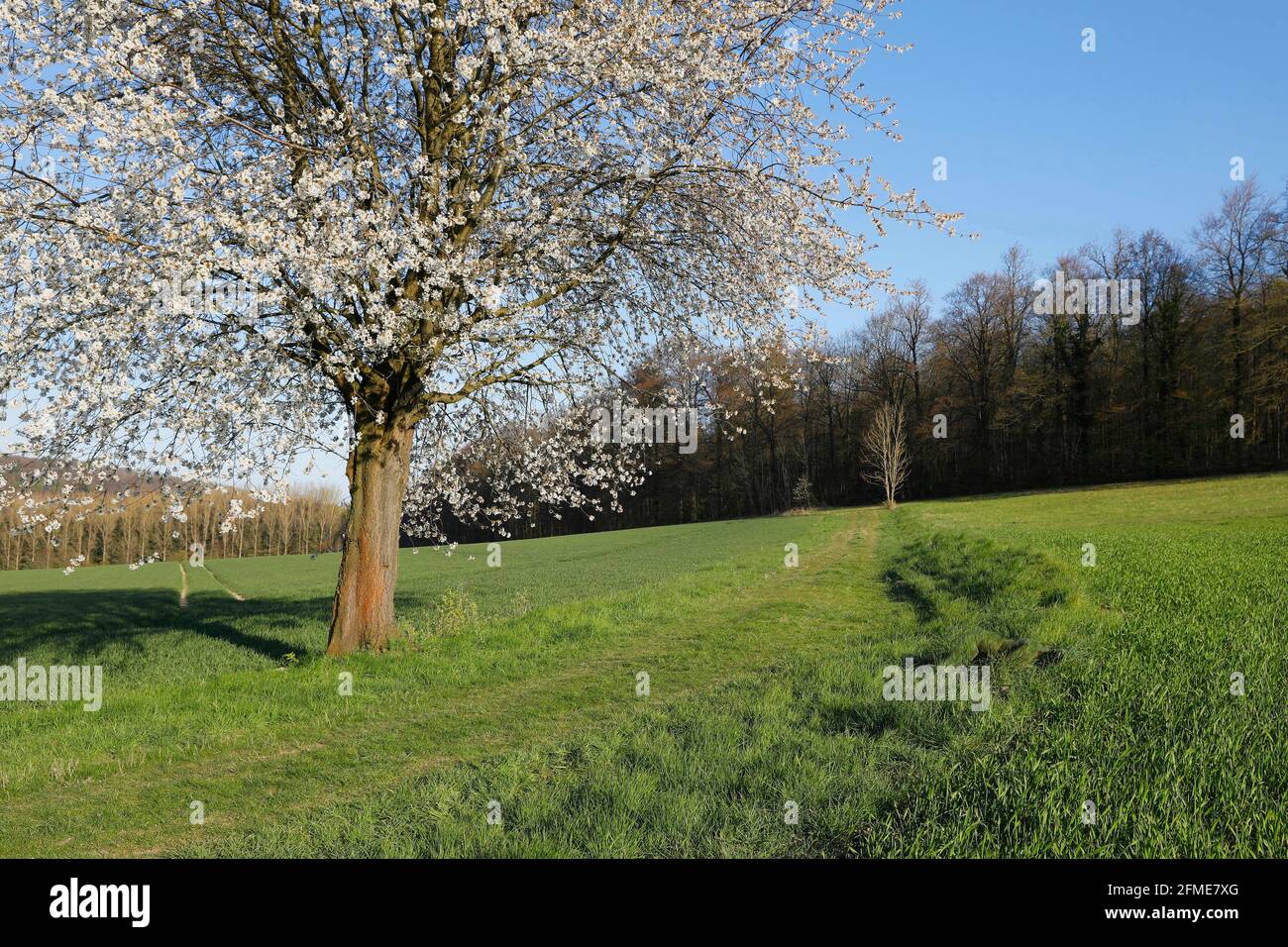 Nature Art: Cerisiers en fleurs phototournage avec le modèle Lana en tant que peinture de l'herbe à Groeninger Feld à Hameln, on 5 mai 2021 - artiste de la peinture du corps: Joerg Duesterwald Banque D'Images