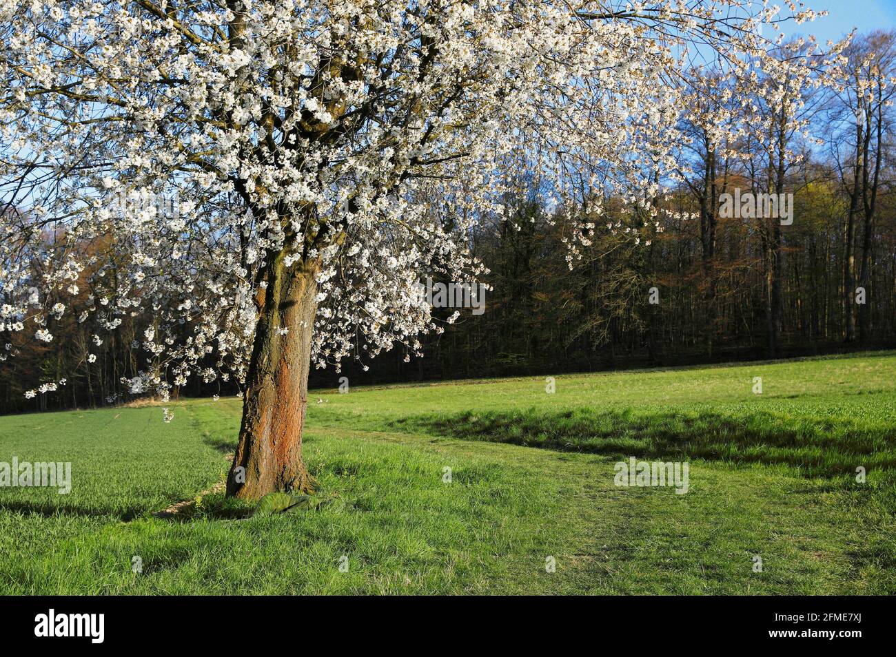 Nature Art: Cerisiers en fleurs phototournage avec le modèle Lana en tant que peinture de l'herbe à Groeninger Feld à Hameln, on 5 mai 2021 - artiste de la peinture du corps: Joerg Duesterwald Banque D'Images