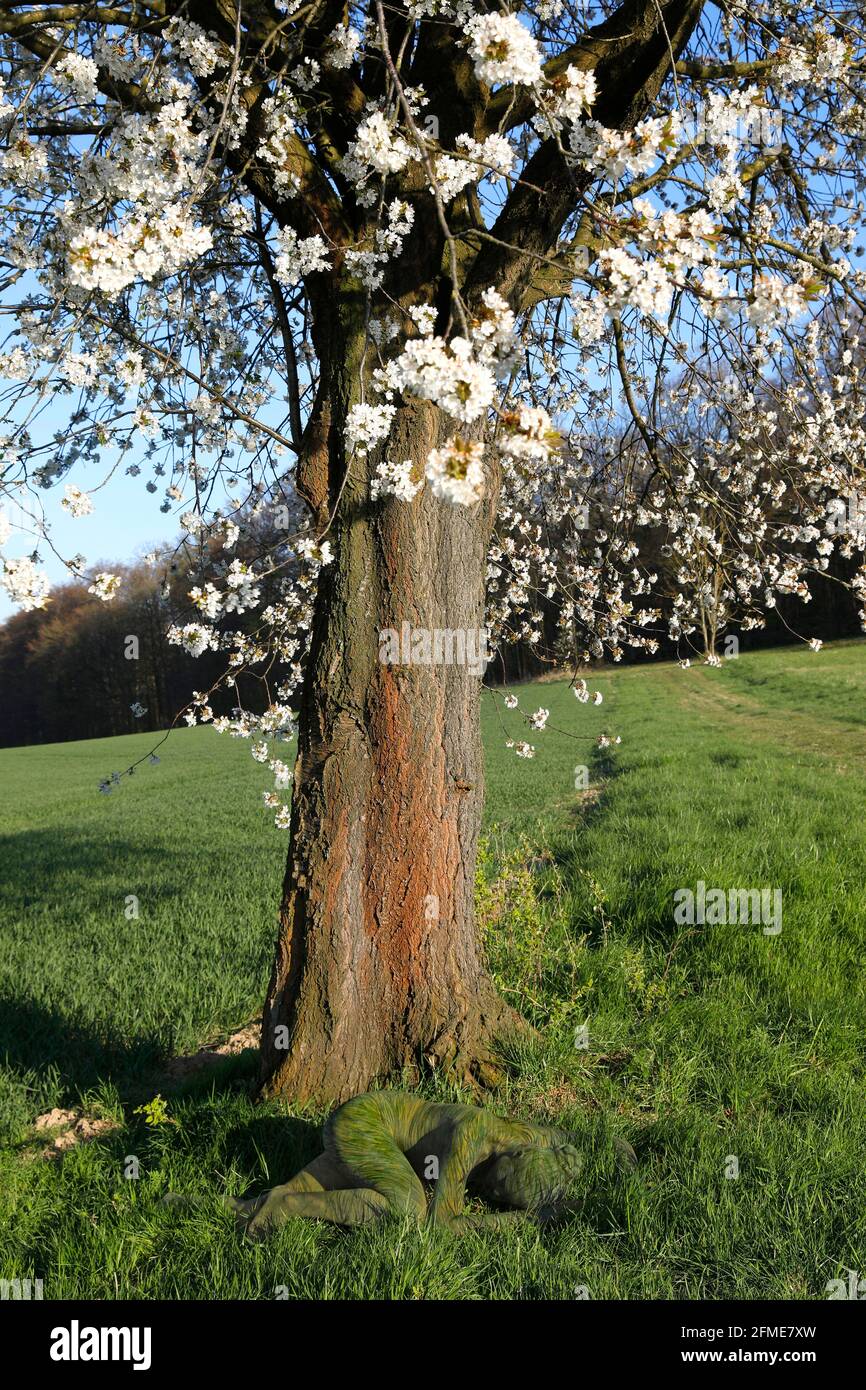 Nature Art: Cerisiers en fleurs phototournage avec le modèle Lana en tant que peinture de l'herbe à Groeninger Feld à Hameln, on 5 mai 2021 - artiste de la peinture du corps: Joerg Duesterwald Banque D'Images