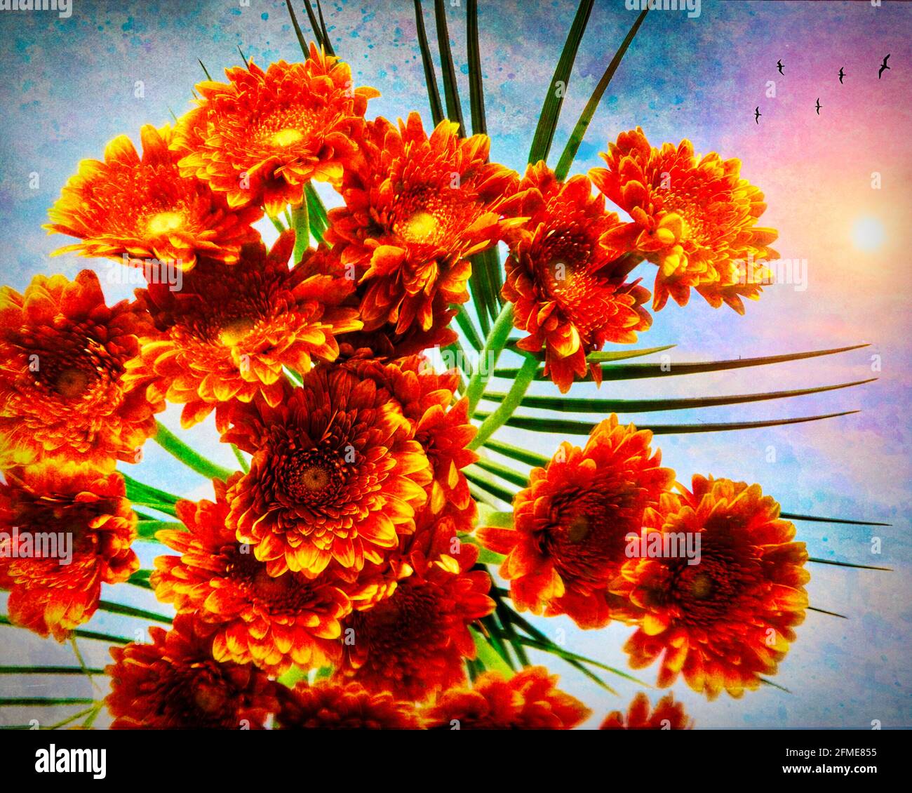 ART FORAL: Gerberas Banque D'Images