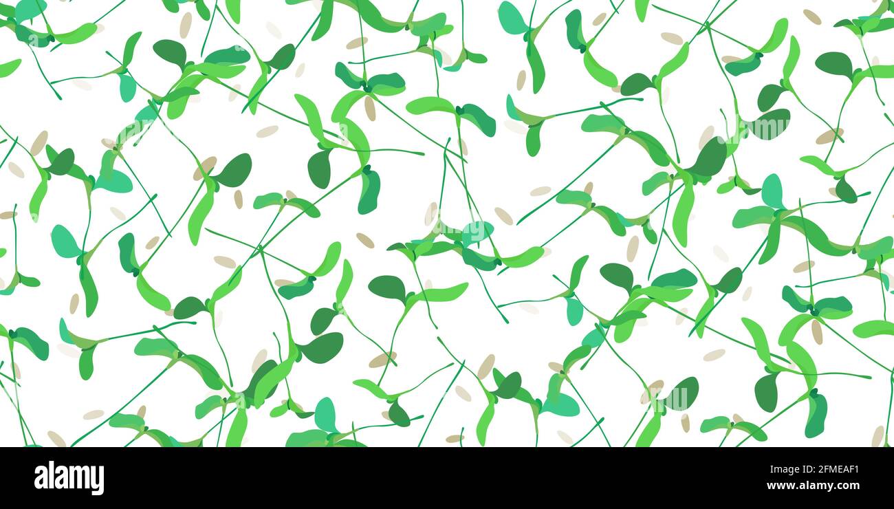 Motif sans couture microgreen. Jeunes feuilles plantules, graines isolées sur blanc. Pousses brutes, micro-verts, concept de saine alimentation. Feuillage nature plante f Illustration de Vecteur