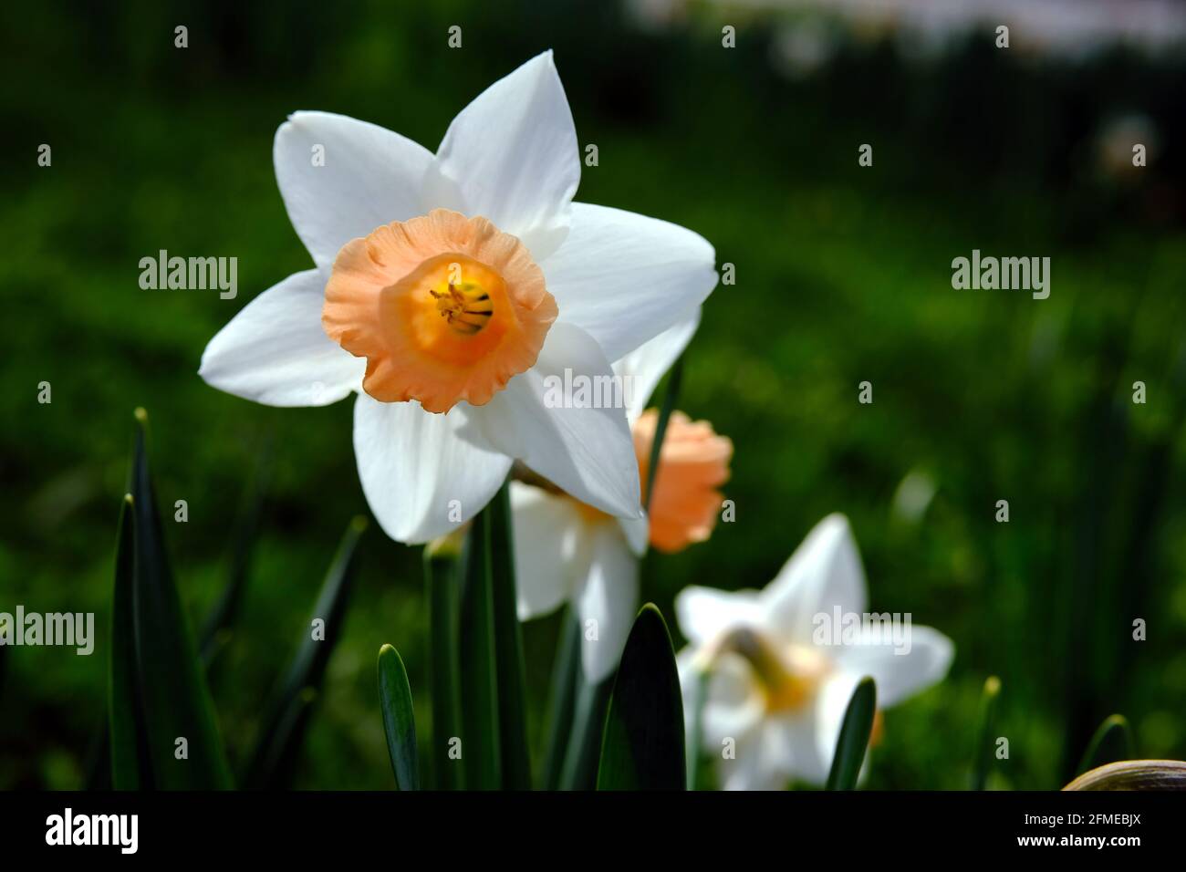 Bel exemple de jonquille blanche (Narcissus Tazetta?) Avec corona orange /  trompette lors d'une journée ensoleillée de printemps à Ottawa, Ontario,  Canada Photo Stock - Alamy