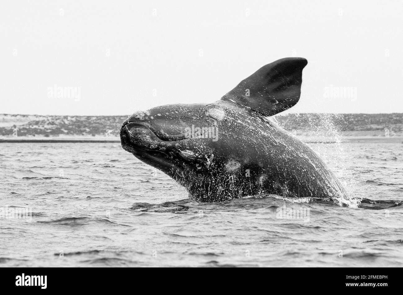 Southearn saut à la baleine à droite, Peninsula Valdes, site du patrimoine mondial, Patagonie, Argentine Banque D'Images