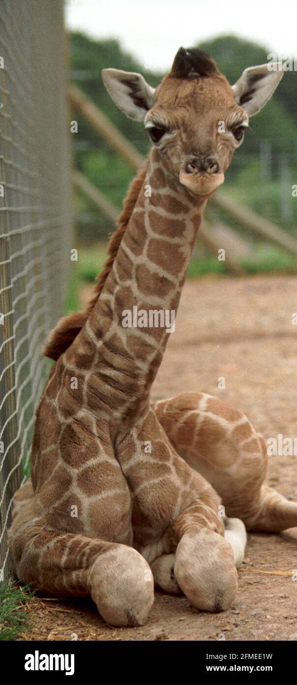 Le personnel du zoo de Marwell, près de Winchester, Hants, a nommé leur nouvelle girafe « sophie » après la nouvelle mariée de Prince Edward. La vieille girafe de deux jours prend ses premières mesures provisoires sous l'œil vigilant de maman Glendower. Il a été décidé de nommer la nouvelle arrivée après la comtesse de Wessex....because Marwell Zoo est au coeur de l'ancien comté de Wessex. Photo: Mike Walker 1999 Banque D'Images