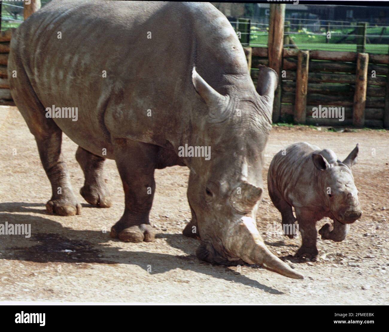 « Sula » au parc zoologique de Marwell près de Winchester, Hants. C'est la première fois qu'un rhinocéros blanc est né en captivité en Grande-Bretagne à des parents élevés en captivité. Photo: mike Walker 1999 Banque D'Images