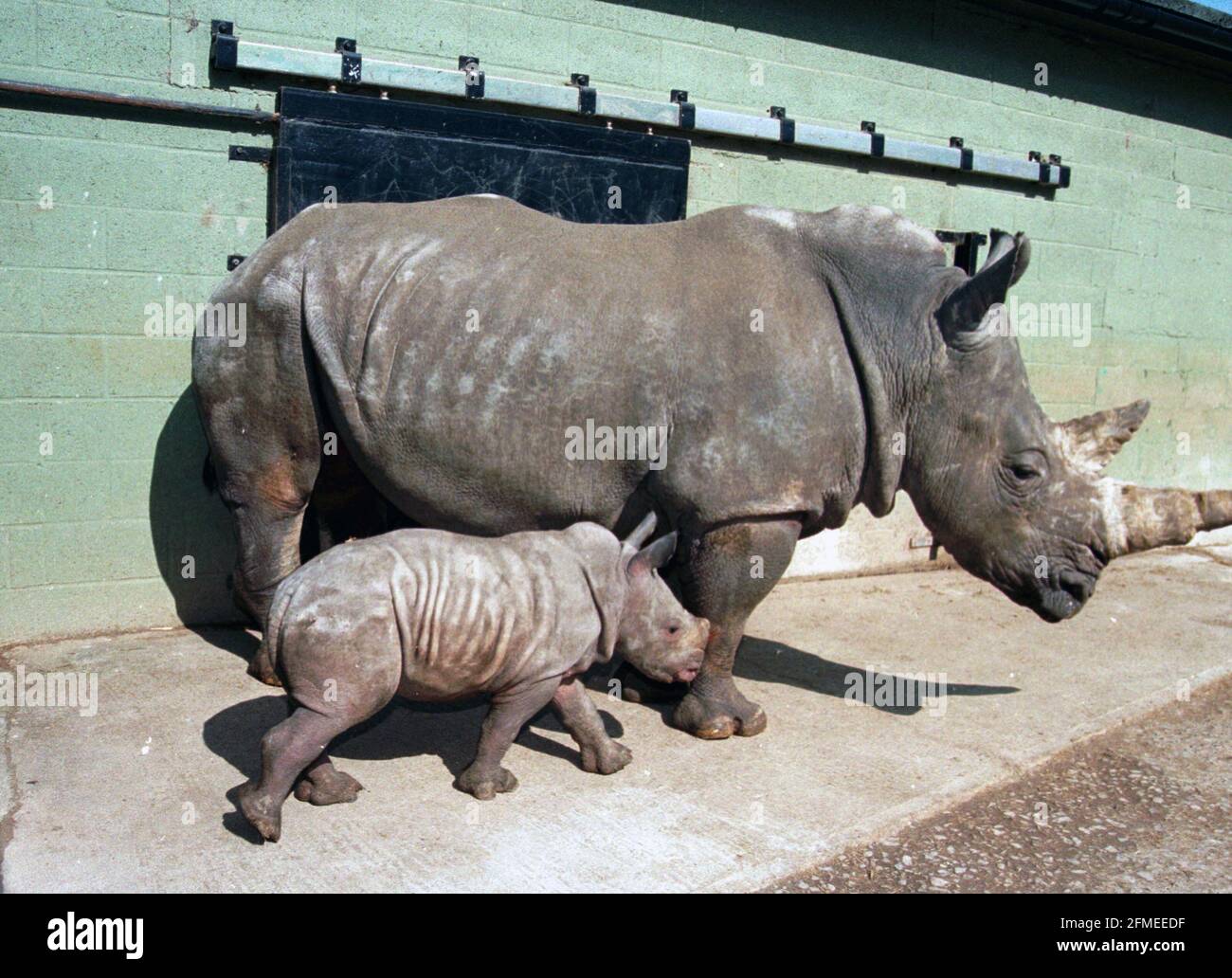 Un bébé rhinocéros blanc appelé 'Bhaslea' - Africain pour 'Don' - photographié avec sa mère 'Sula' au Parc zoologique de Marwell près de Winchester, Hants. C'est la première fois qu'un rhinocéros blanc est né en captivité en Grande-Bretagne à des parents élevés en captivité. Photo: mike Walker 1999 Banque D'Images