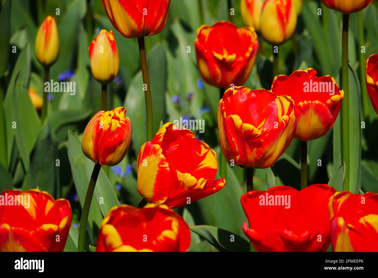 Gros plan d'un champ de tulipes jaunes rouges avec des fleurs ouvertes et fermées au printemps Tulipa Liliaceae Banque D'Images