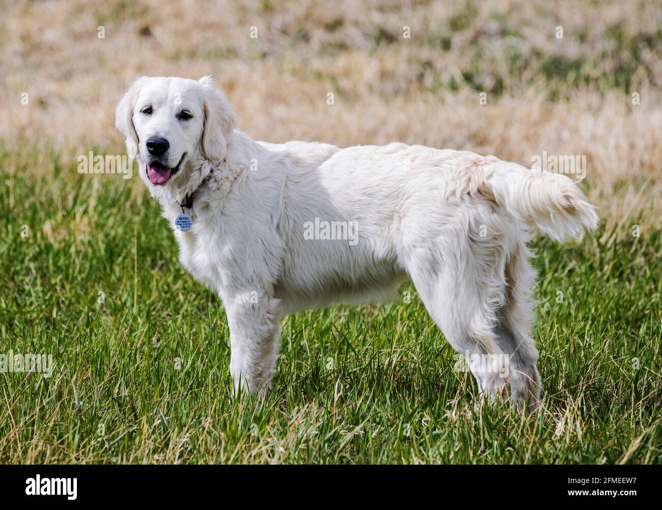 Chien Golden Retriever de cinq mois, de couleur platine, en train de courir sur un ranch du Colorado central ; États-Unis Banque D'Images