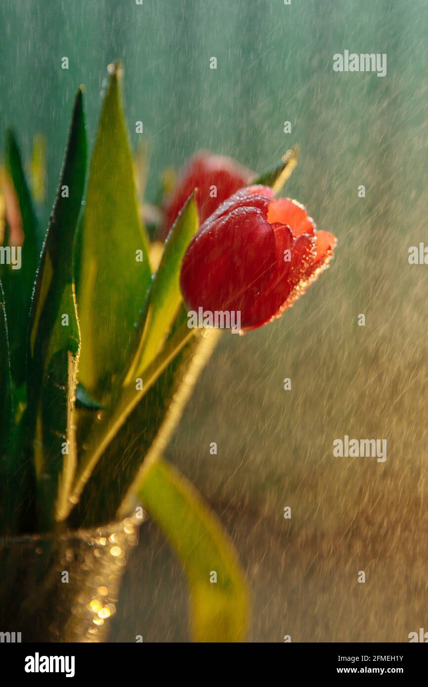 Le bourgeon fleuri d'une tulipe rouge est recouvert de petites gouttes d'eau. Banque D'Images