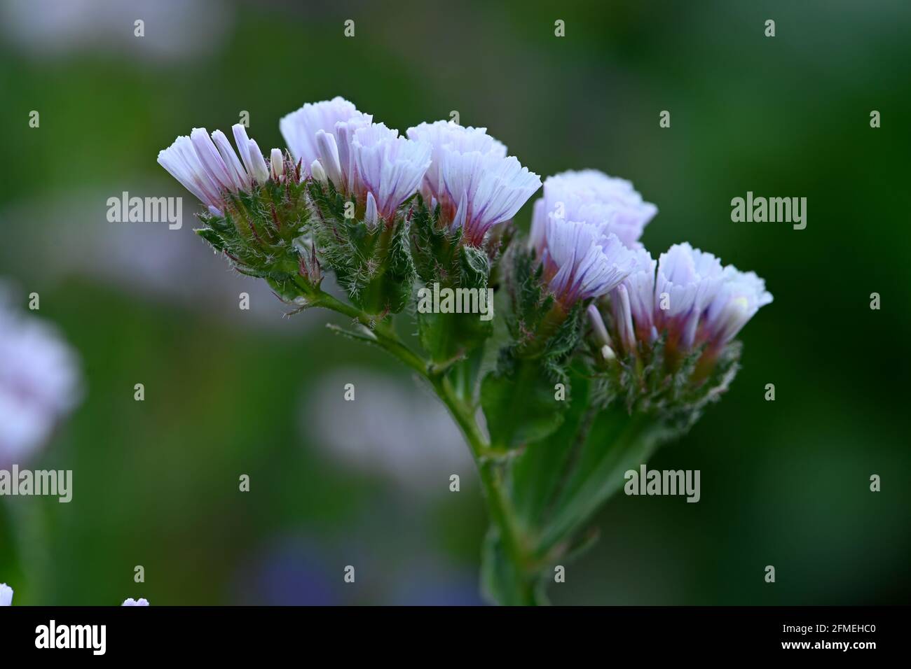 Fleur en treillis, couleur bleu pâle. Banque D'Images