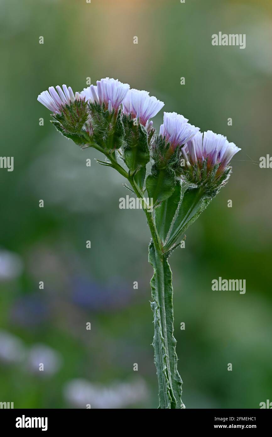 Très nette mise au point, tige unique de la collection Pacific Mix bleu pâle Statice. Banque D'Images