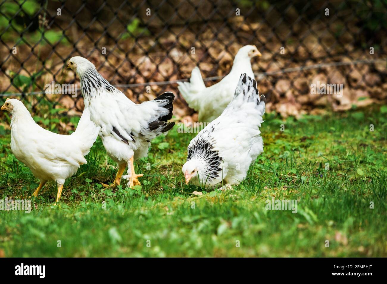 Poulets dans la cour de banlieue Banque D'Images
