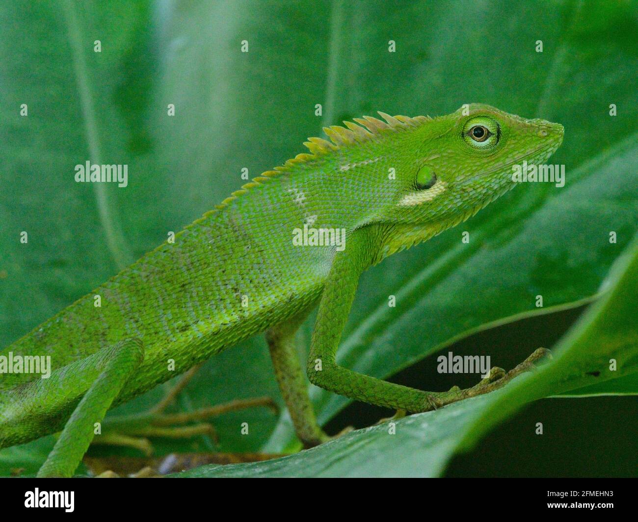 Gros plan du lézard à crête verte (Bronchocela cristatella) assis sur la feuille de Bali, Indonésie. Banque D'Images