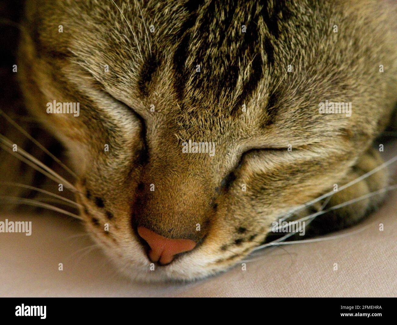 Gros plan portrait d'un chat mignon endormi avec des whiskers Bali, Indonésie. Banque D'Images
