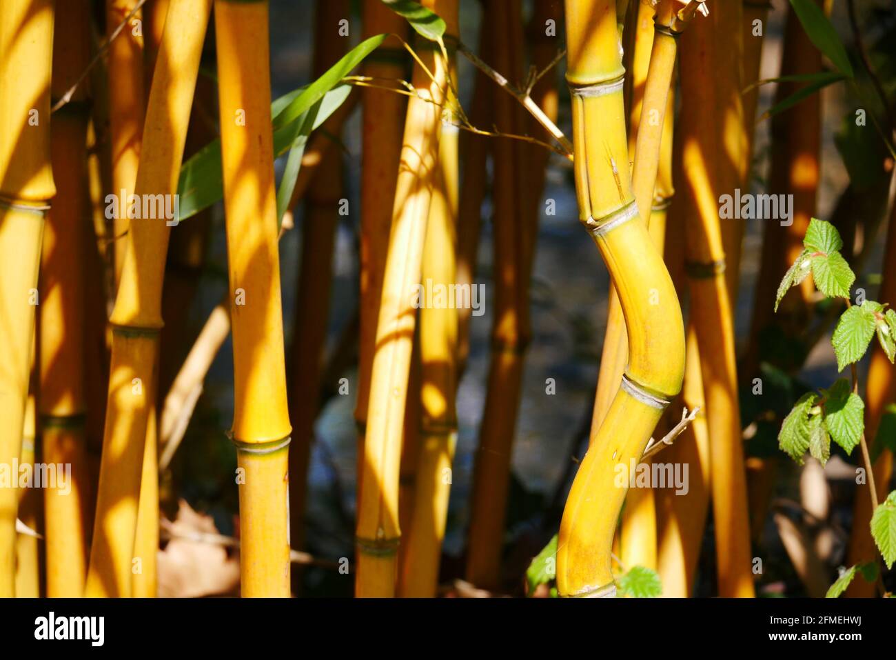 Gros plan du bambou doré de beijing dans la lumière du soleil Phyllostachys aureosulcata Aureocaulis Banque D'Images