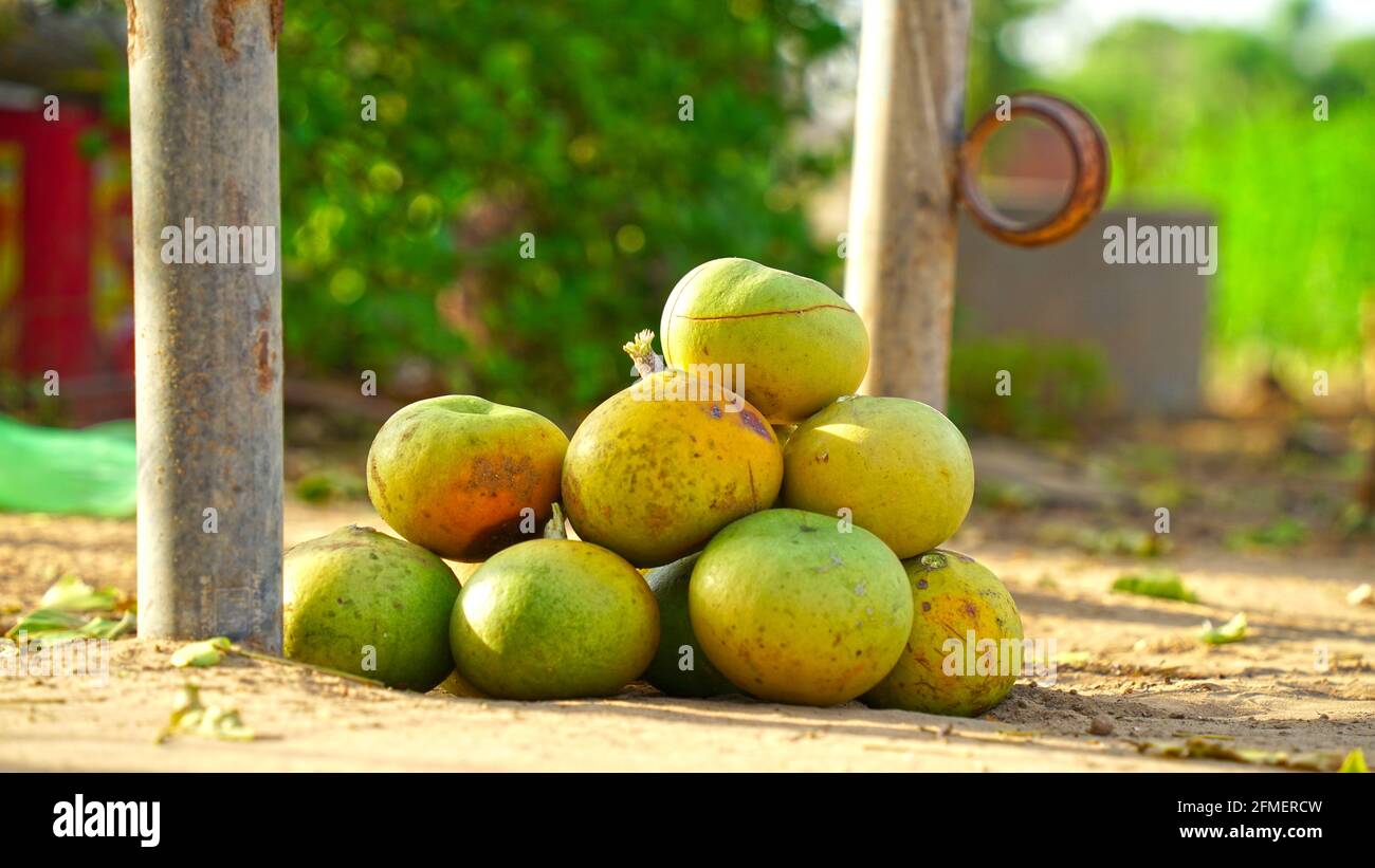 Les fruits Bael sont d'usage alimentaire et la pulpe de fruit est utilisée pour préparer des mets comme le murabba, les puddings et le jus. Banque D'Images