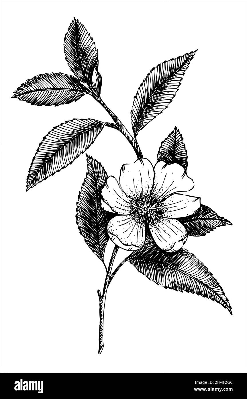 Fleur de pomme, illustration dessinée à la main Illustration de Vecteur
