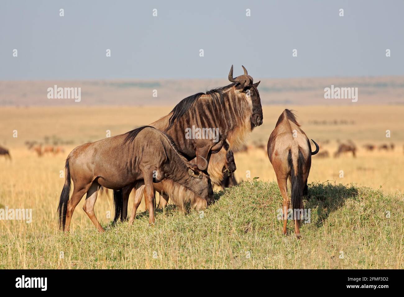 Le Gnou bleu (Connochaetes taurinus), Masai Mara National Reserve, Kenya Banque D'Images