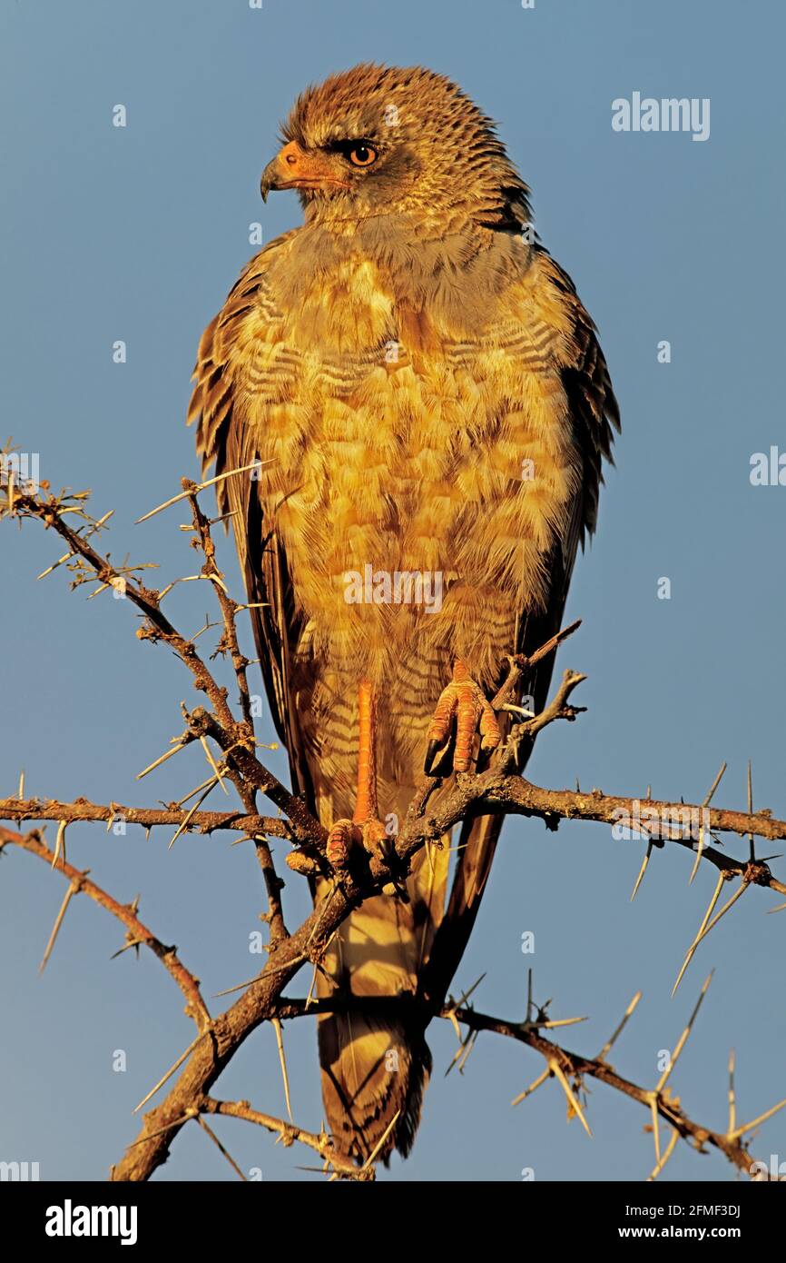 Perfaucon de chants pâles immature (Melierax canorus), Parc national d'Etosha, Namibie Banque D'Images