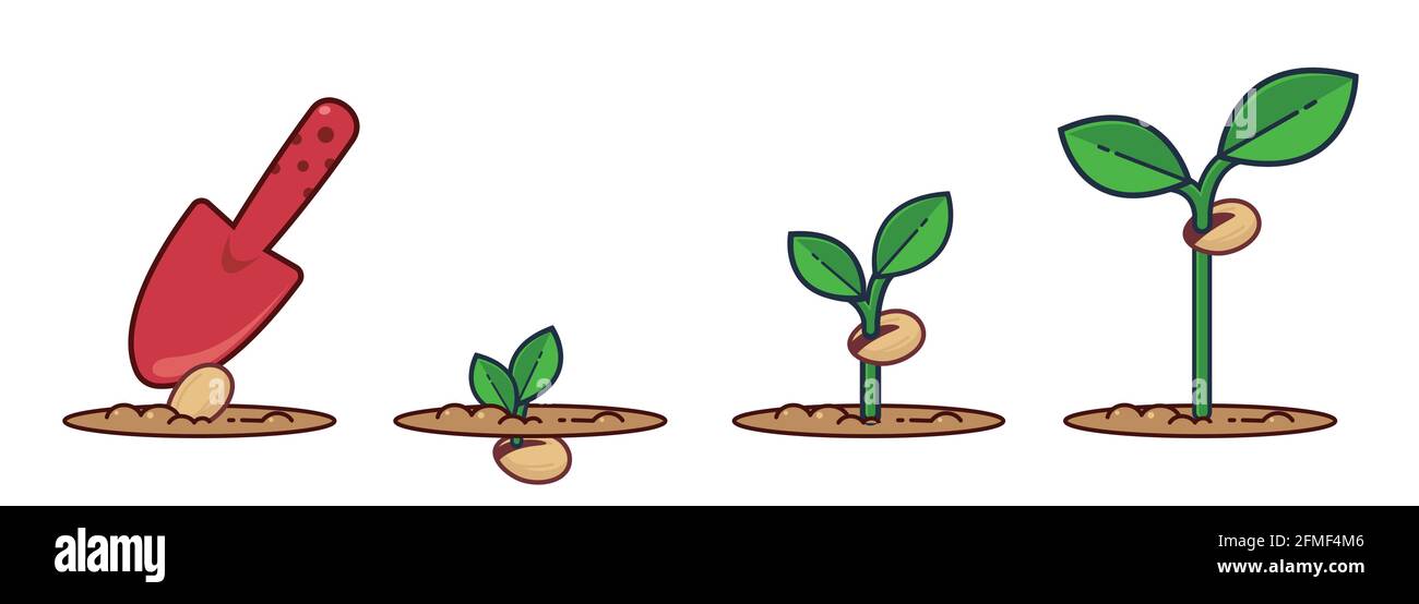 Les phases de la croissance de plantes illustration de vecteur